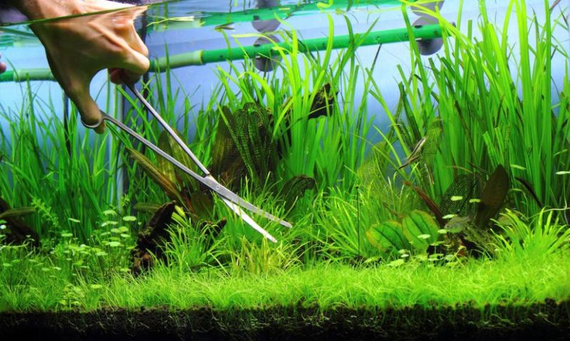 Dịch Vụ Làm Vườn