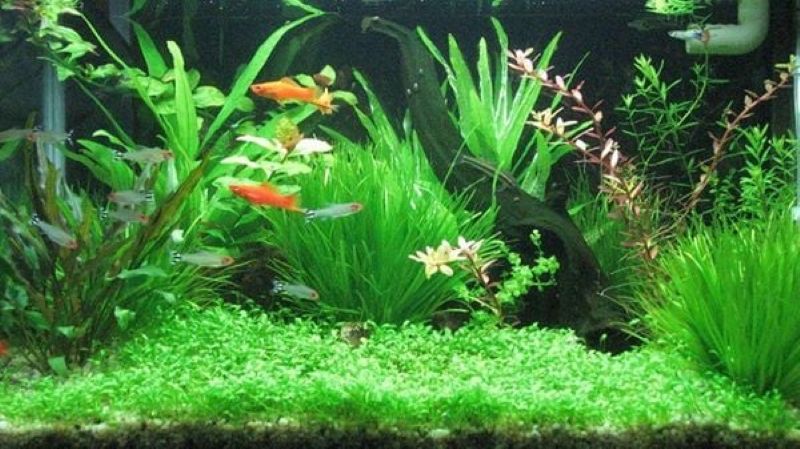 Những ưu điểm khi sử dụng dịch vụ vệ sinh hồ cá tại Hà Nội