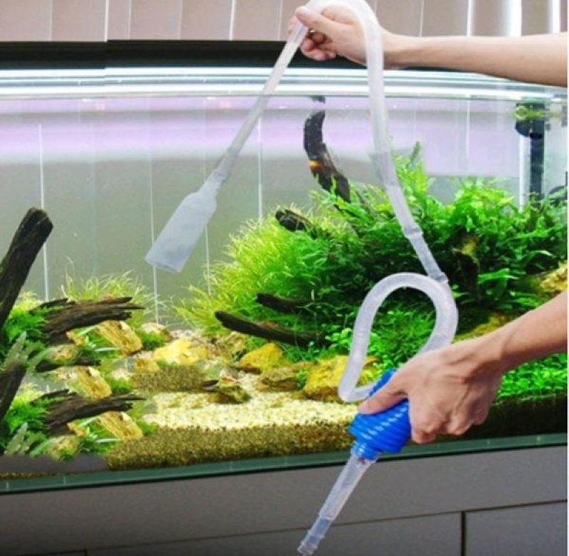 dụng dịch vụ vệ sinh hồ cá